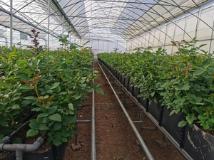 Convenient and Lightweight Soilless Cultivation <strong>Planting</strong> <strong>Trough</strong> for Home Gardening and Fresh Produce - Product Image 4