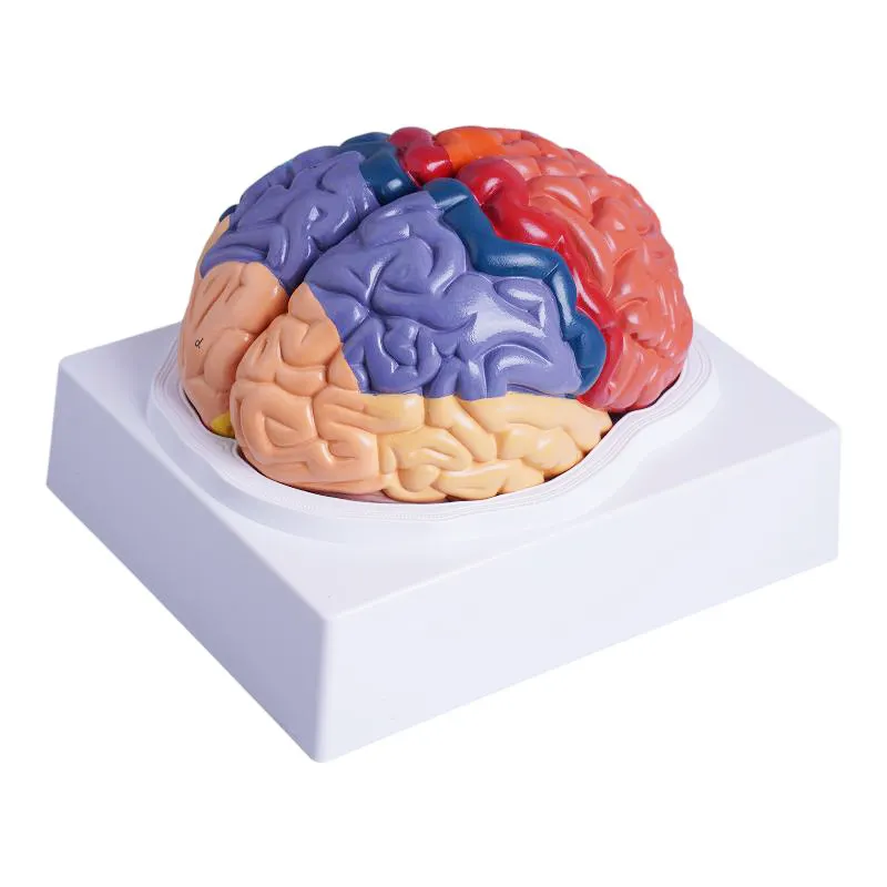 Material didáctico con pantalla de color desmontable 1:1 Color anatómico de las regiones funcionales del cerebro Modelo de cerebro de color