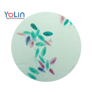 Lames de <span class=keywords><strong>microscope</strong></span> personnalisées en usine Yulin Zoology, préparées pour l'éducation, en verre, avec Paramecium Caudatum W.M. - Product Image 1