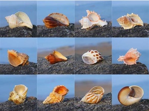 Hot <span class=keywords><strong>Sale</strong></span> Polierte natürliche Meeres schnecke Muschel schale Elfenbein Handwerk für Strand dekor Kleine Einsiedler krabben schalen für Souvenirs - Product Image 6