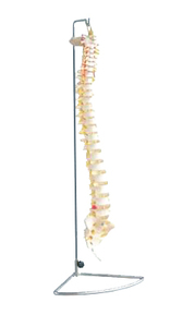 मानव शरीर रचना विज्ञान चिकित्सा कॉलेज शिक्षण प्लास्टिक रीढ़ और श्रोणि हड्डी मॉडल - Product Image 3
