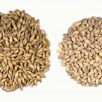 Isolat de protéines d'extrait de graines d'orge de haute qualité 80% en poudre, non-OGM, végétalien, pour barres énergétiques de nutrition sportive, qualité alimentaire, en fût