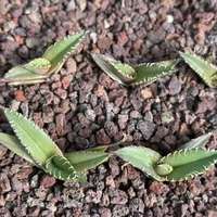 Agave Titanota White Shark : Plantes succulentes décoratives rares et limitées, de qualité supérieure, pour collectionneurs et présentation sur table.