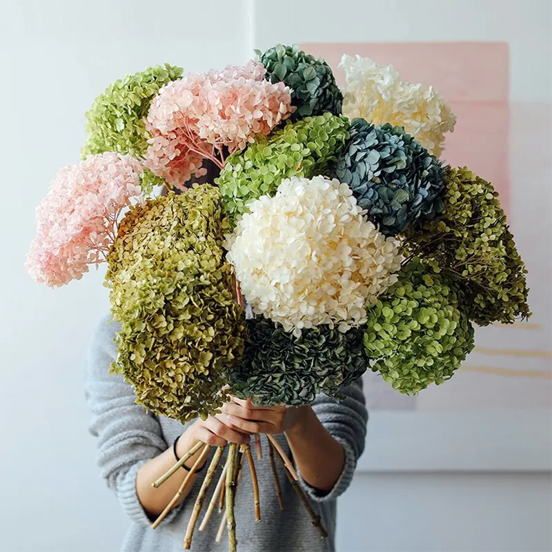 Groothandel Enkel Geconserveerde Gedroogde Hortensia 'S Met Stengel Geconserveerde Bloemen Gedroogde Hortensia Voor Bruiloftsdecoratie