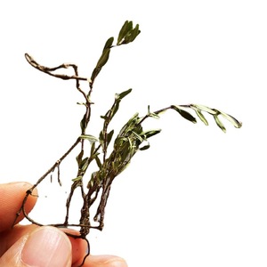 Vahşi ham kurutulmuş <span class=keywords><strong>Thymus</strong></span> Mongolicus tüm bitkiler moğol kekik ot satılık - Product Image 1