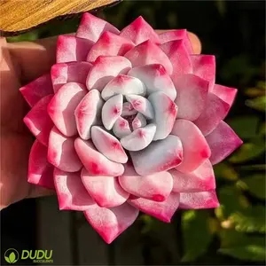 Wholesale Artificial Succulents Office Decoration Clay Succulent Luxury Plastic Succulent Echeveria Pink Blue Bird