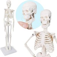 Modelo de Esqueleto Humano de PVC de 45 cm con Músculos y Columna Vertebral, Certificado CE/ISO, para Uso en Escuelas de Medicina