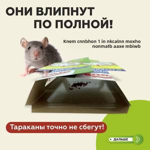 Trampa <span class=keywords><strong>para</strong></span> <span class=keywords><strong>Cucarachas</strong></span> Sólida <span class=keywords><strong>para</strong></span> Uso Doméstico, No Tóxica, Fuerte Adhesión, Funciona por Más de 60 Días, <span class=keywords><strong>Gel</strong></span> y Adhesivos <span class=keywords><strong>para</strong></span> <span class=keywords><strong>Cucarachas</strong></span>, Fabricante Mayorista - Product Image 4