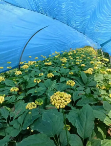 En kaliteli saf doğal ot 5:1,10:1,20:1 kore kırmızı <span class=keywords><strong>Ginseng</strong></span> özü tozu kore <span class=keywords><strong>Ginseng</strong></span> tozu toplu stokları - Product Image 3