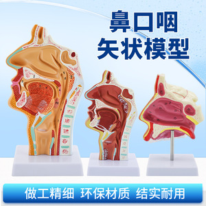Modelo anatómico de la faringe, cavidad nasal, boca, faringe, cavidad laríngea, cavidad oral, longitudinal - Product Image 5