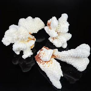 Coral Blanco Natural en Bruto, Cristalino, para Regalo, Decoración Feng Shui, Venta al Por Mayor - Product Image 3