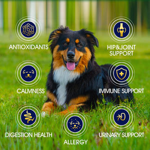 Gouttes personnalisées pour chiens, gouttes anti-stress, compléments nutritionnels pour animaux de compagnie, soulagement de l'anxiété, friandises apaisantes pour animaux de compagnie, complément apaisant pour chiens, friandises apaisantes pour chiens - Product Image 6
