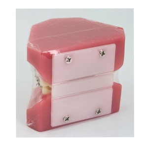 Modelo de ortodoncia dental Typodont con soportes metálicos - Product Image 3