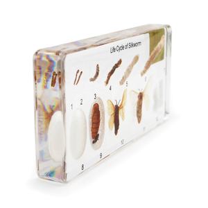 शैक्षिक आपूर्ति राल नमूना रेशमकीट रेशम के कपड़े ज्ञान जीवन चक्र जैविक विज्ञान किट - Product Image 5