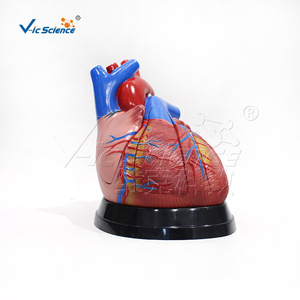 Modèle anatomique cardiaque de taille moyenne VIC-307D, modèle anatomique d'organe humain, modèle viscéral médical détachable - Product Image 1