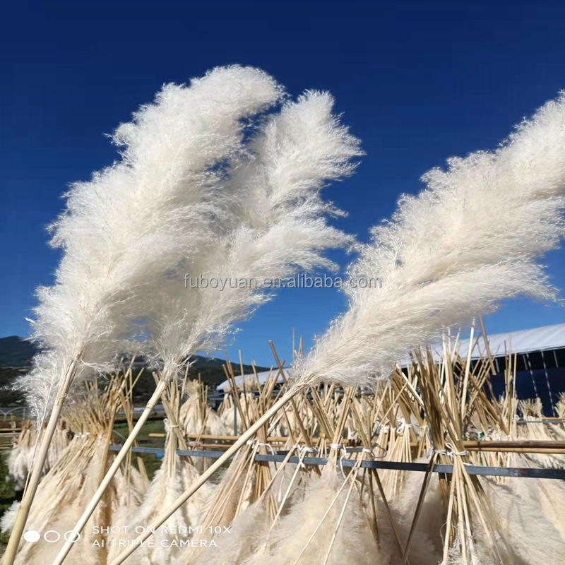 Extra Large White Dried Pampas Grass for Bulk Home Decor