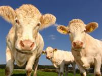 Étiquettes d'identification d'animal d'étiquette d'oreille de mouton de vache avec l'impression de numéro pour la gestion d'animal à grande échelle, enregistrement d'information animale