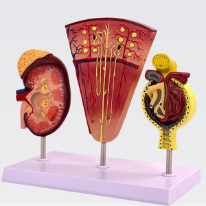 Modèle d'anatomie humaine de haute qualité du rein et du néfroome gloméral - Product Image 1