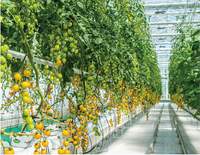 Serre agricole en verre trempé avec système hydroponique - Contrôle climatique automatisé pour la culture commerciale de légumes