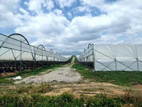 Kit de serre tunnel Keliga Hight Tunnels pour tomates