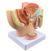 Modèle anatomique de l'anatomie reproductive masculine, système urinaire, surface sagittale pelvienne, testicules, prostate, vessie, sciences médicales