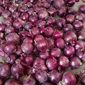Oignons jaunes et rouges frais du Yunnan, saveur riche et parfumée, légumes pelés de petite taille en gros - Product Image 4