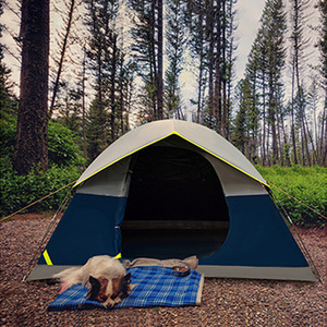 Carpa Domo Impermeable Coleman <span class=keywords><strong>Sundome</strong></span> para 4 Personas, Fácil de Instalar, con Cubierta para Lluvia, Montaje Rápido, Ideal para Senderismo y Festivales - Product Image 4