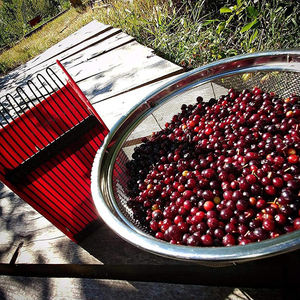 Ramasseur <span class=keywords><strong>de</strong></span> baies en forme <span class=keywords><strong>de</strong></span> peigne métallique, poignée ergonomique en plastique, ramasseur <span class=keywords><strong>de</strong></span> myrtille, râteaux <span class=keywords><strong>de</strong></span> cueillette <span class=keywords><strong>de</strong></span> Huckleberry - Product Image 6