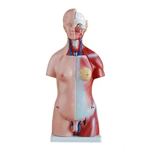 Fort geschrittene PVC Anatomie Puppe SC-A1046 45cm 23 Teile Beide Geschlechter Torso Modell
