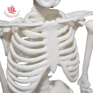 Bộ Xương Mô Hình Mini Loại 45Cm Bộ Xương Con Người Hot Bán Trẻ Em Đồ Chơi Halloween Quà Tặng Nghệ Thuật Mô Hình Bộ Xương - Product Image 5