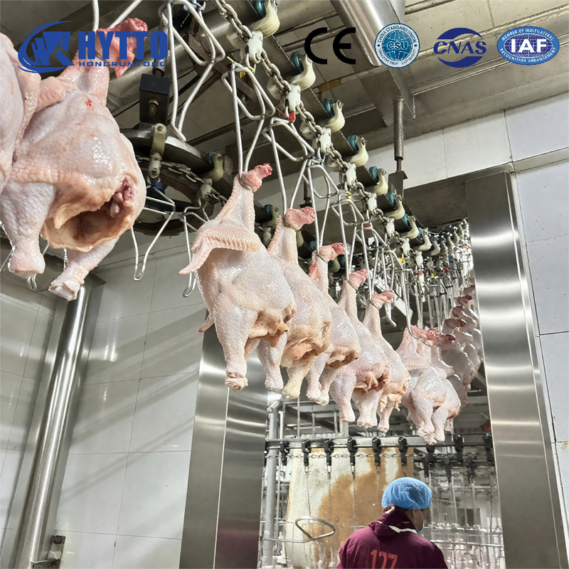 Customized Chilling Machine in Chicken Slaughterhouse