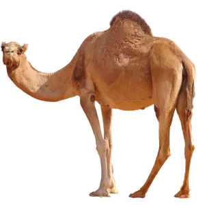 Fabrik günstige preis dekorative landschaft harz leben größe kamel statuen