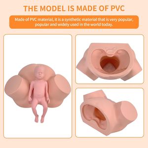 Simulador de Parto a Tamaño Real para Entrenamiento de Partería, Demostración de Parto, <span class=keywords><strong>Obstetricia</strong></span> <span class=keywords><strong>y</strong></span> <span class=keywords><strong>Ginecología</strong></span>, Fetal Normal <span class=keywords><strong>y</strong></span> Anormal - Product Image 5