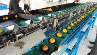 Machine à fruits et légumes de haute qualité pour laver la cire triant les pommes oranges oignons