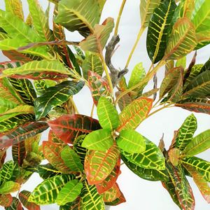 Planta Artificial de Interior <span class=keywords><strong>Codiaeum</strong></span> con Hojas Doradas, Árbol de Banyan Colorido, Decoración Tropical para Oficina y Jardín - Product Image 3