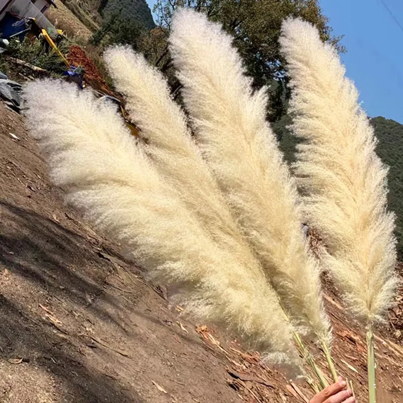 White Pampass Grass Artificial Dried Multicolor Fluffy Large Pampas Grass Wedding Home Decoration Flowers
