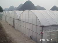 Multi-Span PE PO Film Serre avec système hydroponique pour la plantation de légumes