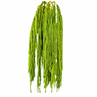 Bunga Amaranthus Kering Gantung yang Diawetkan dengan Gliserin, Batang Dekoratif untuk Pernikahan, Wisuda, Hari Valentine