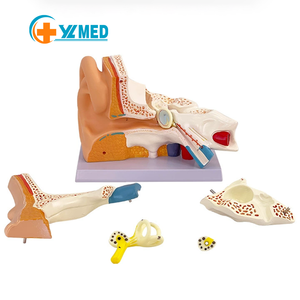 Modello Anatomico di Orecchio Umano in PVC Biologico, Modello Gigante per Educazione Medica, Modello 3D Ingrandito 3 Volte, Certificato CE/ISO - Product Image 1