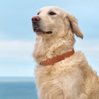 Colliers pour chien et chat en PU souple imperméable réglables, en cuir végétalien, anti-perte, avec suivi GPS Apple, collier pour animaux de compagnie avec support Airtag