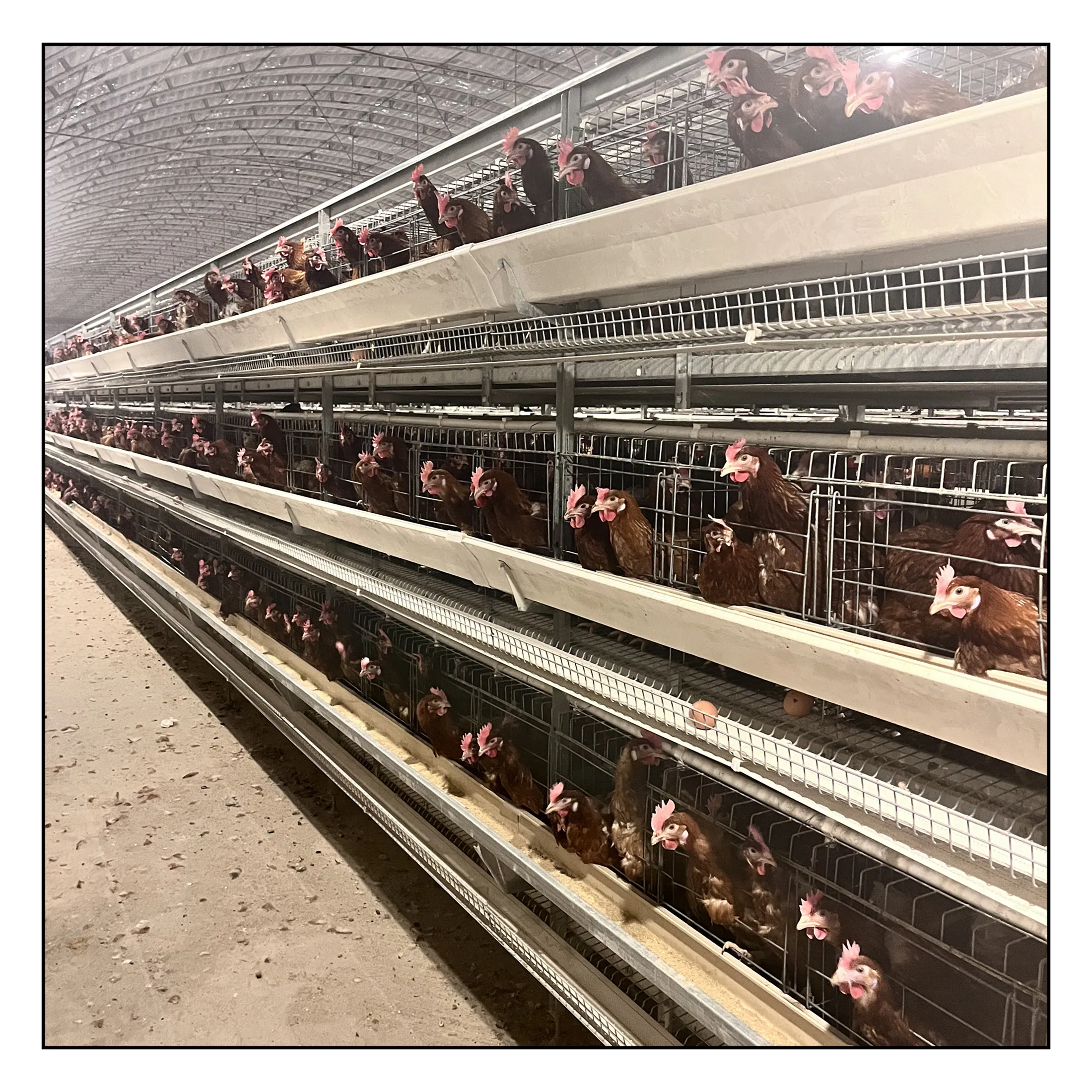 Poultry Farm Equipment Automatic Chicken Layer Battery Cage For Sale chicken farm equipment chicken layer cages poultry