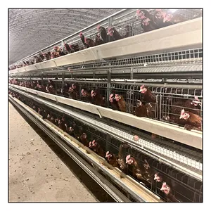 Équipement de ferme avicole Cage de batterie automatique pour poules pondeuses à vendre équipement de ferme avicole cages pour poules pondeuses volaille