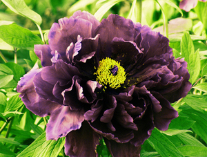 Extracto de peonía de extracto negro <span class=keywords><strong>Moutan</strong></span> de Paeonol - Product Image 4