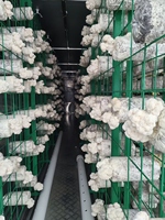 Système de culture hydroponique de champignons Shiitake et Matsutake Hezhou HM-40FT avec contrôle PLC à air frais, rendement élevé et économie d'énergie