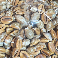Vente en gros Coquillage naturel en vrac Coquillage coloré au miel pour cadeau Décoration intérieure