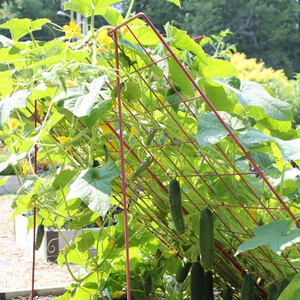 Kletter pflanzen im Freien, A-<span class=keywords><strong>Frame</strong></span> Gurken gitter wachsen Unterstützung für Bohnen Tomaten gemüse Blumen - Product Image 2