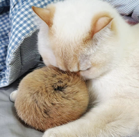 Jouet pour chat en vraie fourrure de lapin avec pompon, pour un jeu silencieux, adapté aux chatons et aux animaux de compagnie, idéal pour les intérieurs de voiture et les vêtements