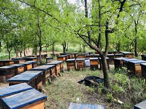 BEESTAR Miel Longan Vente en gros Export 100% Produit biologique pur et brut en vrac Miel Longan d'abeille naturel pur - Product Image 5