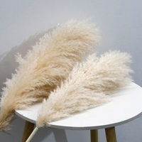 Vente en Gros Décoration Bohème Grande Herbe de la Pampa Séchée à Plumes, Fleurs Naturelles Réelles, Herbe de la Pampa Séchée Préservée pour Mariage