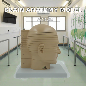 Medizinisches Lehr modell <span class=keywords><strong>Human</strong></span> Skull Cross-Sectional Tomography Model für die Neuro anatomie ausbildung - Product Image 2
